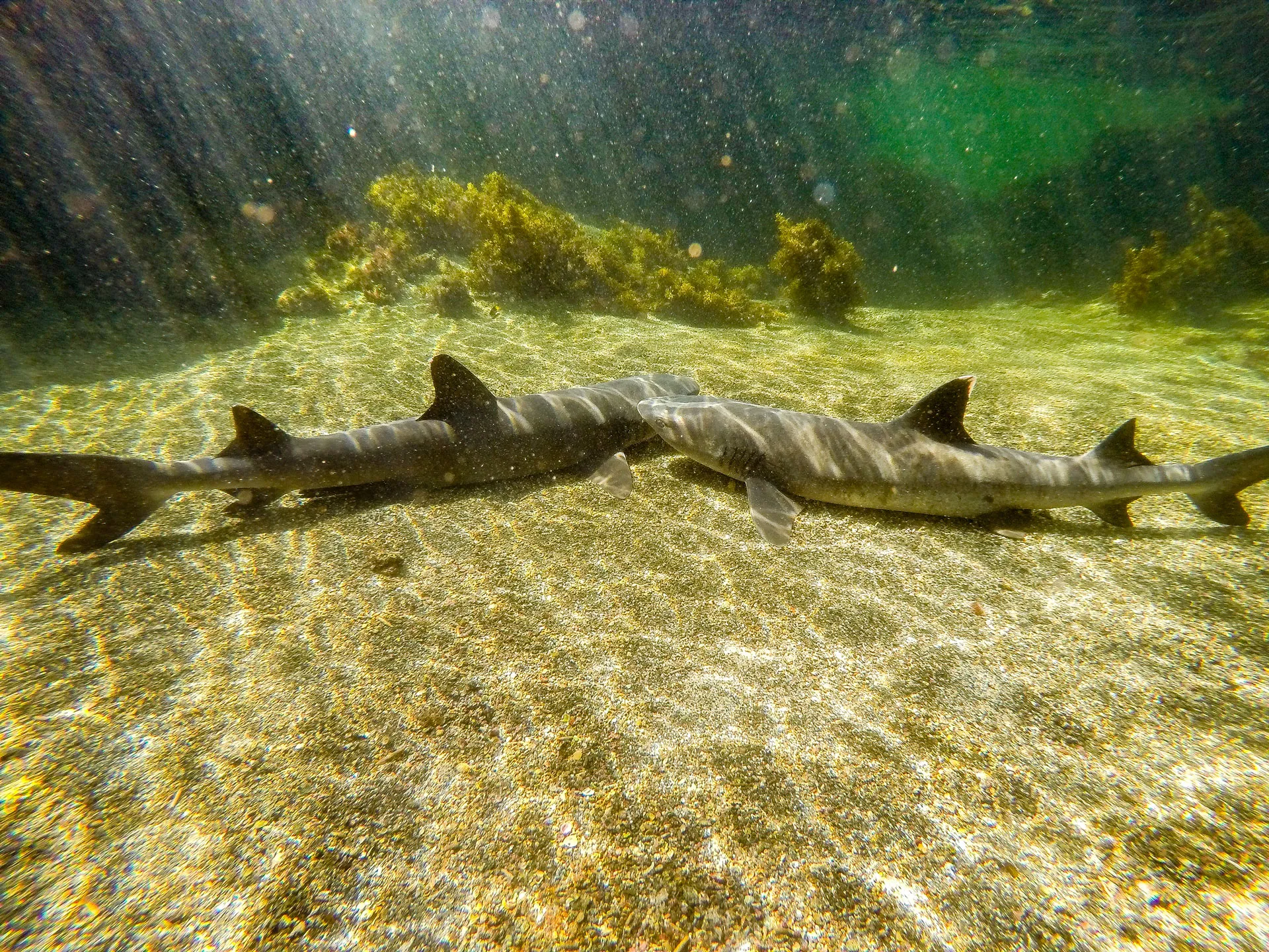daphne-islet-delfines-volcanic-tours-tiburones