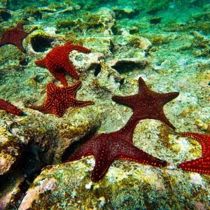 DAPHNE ISLET TOUR