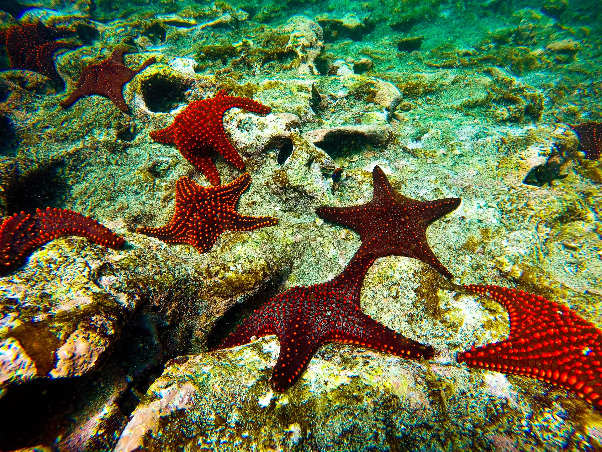daphne-islet-estrellas-de-mar