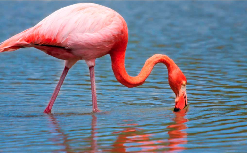 flamingo