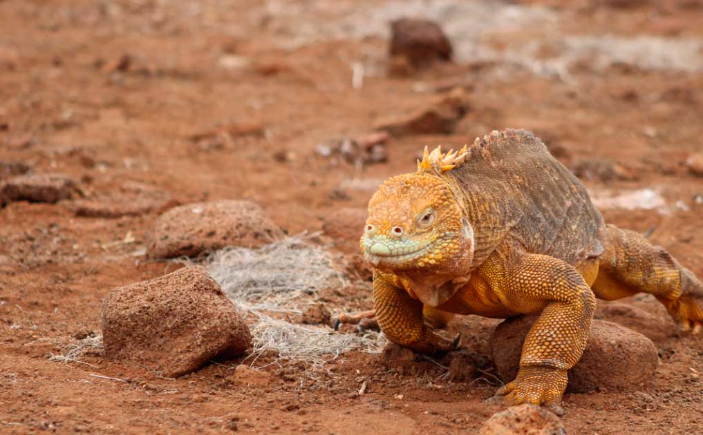 iguana-terrestre-seymour