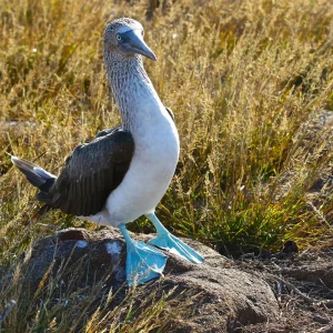 ESPAÑOLA ISLAND TOUR