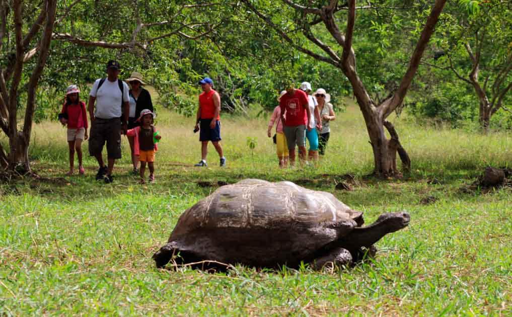 tortuga-gigante-galapagos